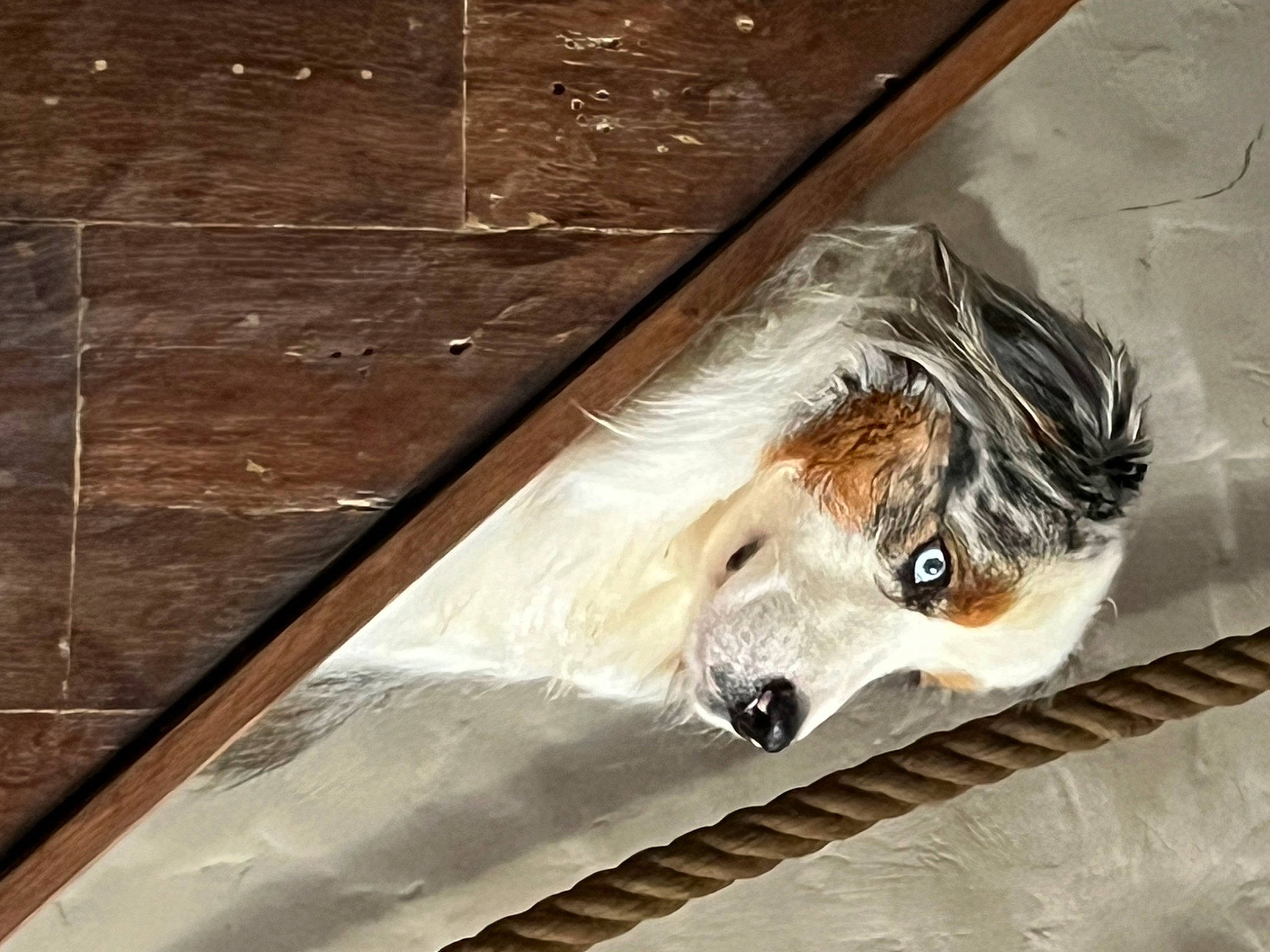 Snow participe au concours pour gagner de l'argent avec cette photo : auto_part, automotive_exterior, automotive_lighting, canidae, carnivore, companion_dog, feather, flooring, fur, glass, hardwood, metal, plank, plywood, rodent, snout, varnish, whiskers, wood, wood_stain