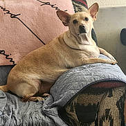 Daisy is registered to the contest to win money with this photo: dog, pet, couch, blanket, pillow, stuffed_toy, living_room, upholstery, ears, looking_at_camera, portrait, sitting, cozy, indoor, furniture, textile, paw, snout, gaze, sofa_cover