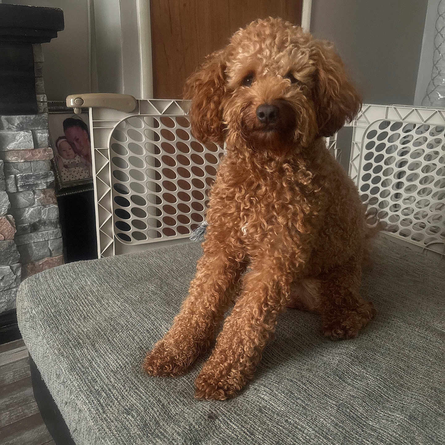 Cooper joined the competition — help win amazing prizes! baby_gate, brown, calm, couch, cozy, curly_hair, cute, dog, domestic, family_photo, fireplace, floor, furniture, home, indoor, living_room, pet, portrait, sitting, stone