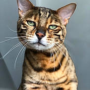 Nino a rejoint le concours — aidez-le/la à gagner de superbes lots ! animal, bengal_cat, calm, cat, close_up, cute, domestic_cat, ears, face, feline, fur, green_eyes, indoor, looking_at_camera, muzzle, nose, pet, portrait, striped_fur, whiskers