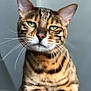 animal, bengal_cat, calm, cat, close_up, cute, domestic_cat, ears, face, feline, fur, green_eyes, indoor, looking_at_camera, muzzle, nose, pet, portrait, striped_fur, whiskers