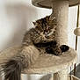 Tyrion a rejoint le concours — aidez-le/la à gagner de superbes lots ! cat, fluffy, sleeping, cat_tree, pet, indoor, feline, cozy, relaxed, fur, animal, whiskers, tail, paw, home, resting, cute, soft, comfortable, mammal