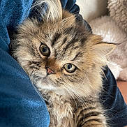 Tyrion a rejoint le concours — aidez-le/la à gagner de superbes lots ! kitten, cat, fluffy, tabby, close_up, pet, feline, cute, young, whiskers, fur, animal, domestic, cozy, soft, relaxed, indoor, portrait, eyes, snuggle