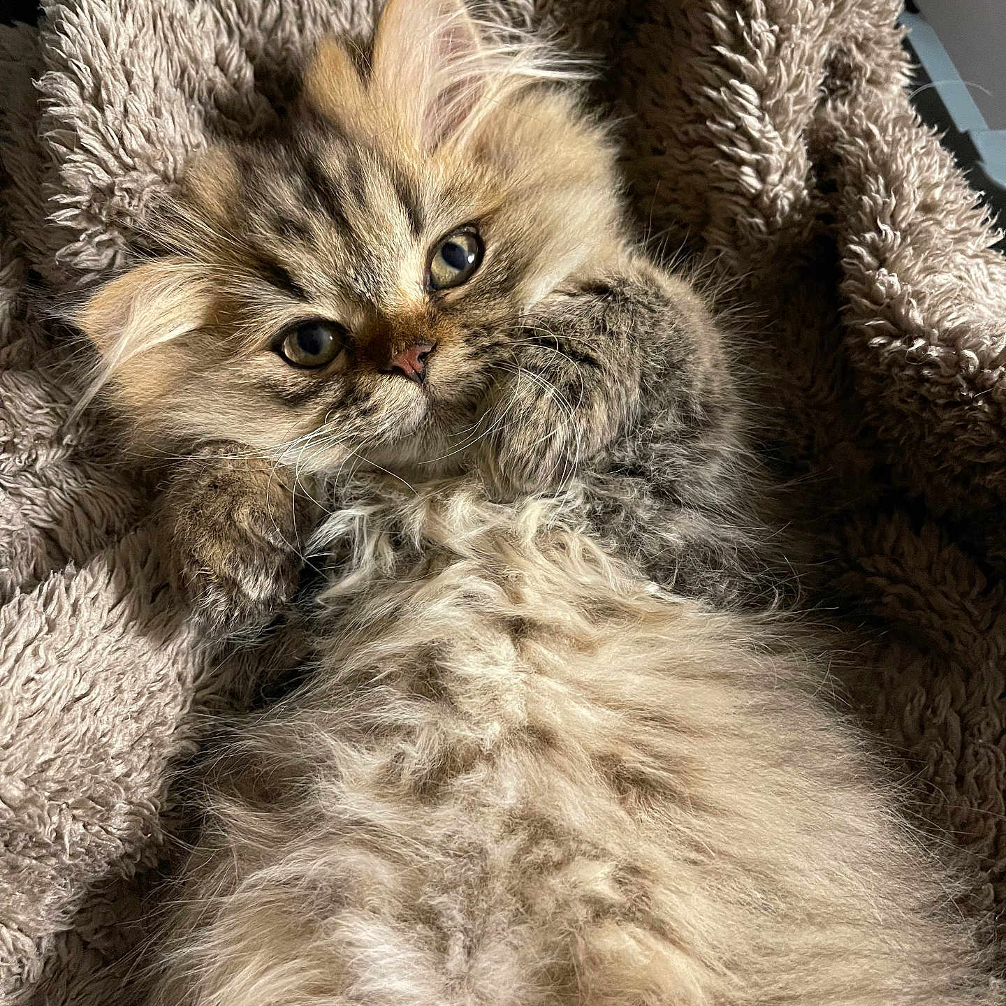 Tyrion a rejoint le concours — aidez-le/la à gagner de superbes lots ! adorable, animal, blanket, cat, closeup, cozy, cute, eyes, fluffy, fur, indoor, kitten, pet, portrait, relaxed, resting, soft, texture, whiskers, young