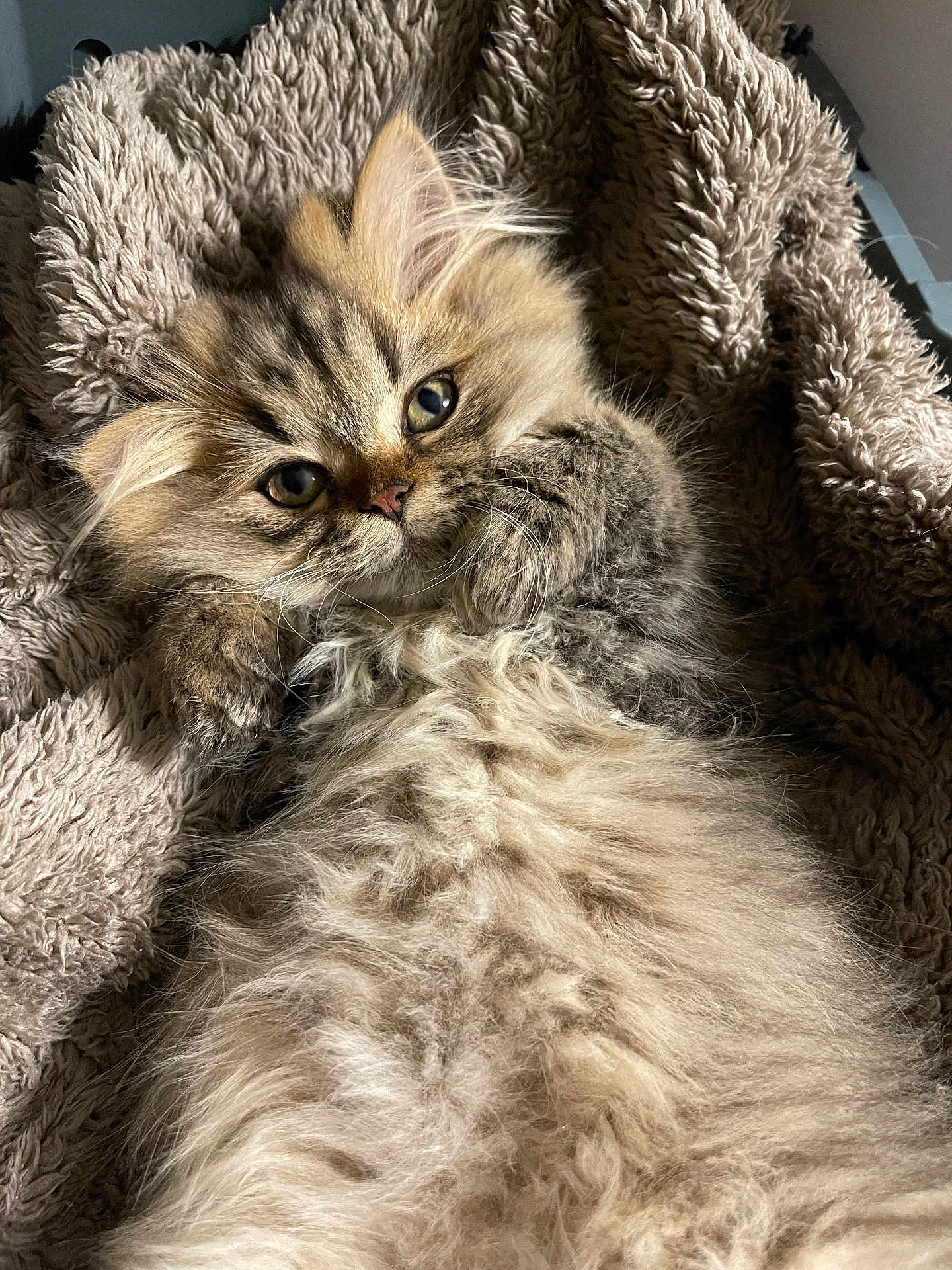 Tyrion a rejoint le concours — aidez-le/la à gagner de superbes lots ! kitten, cat, fluffy, cute, pet, animal, fur, whiskers, eyes, blanket, cozy, soft, texture, resting, portrait, indoor, closeup, adorable, relaxed, young