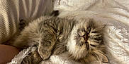 Tyrion a rejoint le concours — aidez-le/la à gagner de superbes lots ! cat, tabby, sleeping, fluffy, feline, pet, cozy, blanket, soft, resting, cute, domestic_animal, whiskers, fur, paw, relaxation, indoors, closeup, nap, peaceful