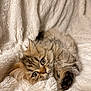 Tyrion participe au concours pour gagner de l'argent avec cette photo : kitten, cat, fluffy, fur, cute, pet, animal, cozy, blanket, soft, resting, paws, sleepy, indoor, closeup, adorable, young, mammal, whiskers, relaxed