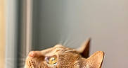 Yuky participe au concours pour gagner de l'argent avec cette photo : cat, ginger_cat, close_up, profile, whiskers, ears, fur, window, natural_light, curious, pet, animal, indoor, portrait, looking_out, side_view, soft_light, feline, focus, domestic_cat