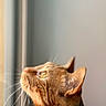 cat, ginger_cat, close_up, profile, whiskers, ears, fur, window, natural_light, curious, pet, animal, indoor, portrait, looking_out, side_view, soft_light, feline, focus, domestic_cat