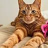 Yuky participe au concours pour gagner de l'argent avec cette photo : cat, ginger_cat, tabby, pet, animal, feline, whiskers, paws, bed, cozy, relaxing, indoor, fur, orange, closeup, portrait, curious, cute, soft, stretching