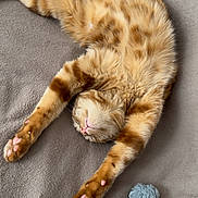 Yuky a rejoint le concours — aidez-le/la à gagner de superbes lots ! cat, orange_tabby, sleeping, stretching, toy_mouse, knitted_toy, blanket, soft_texture, indoor, pet, relaxed, feline, paws, pink_pads, fur, cozy, resting, cute, animal, napping