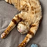 cat, orange_tabby, sleeping, stretching, toy_mouse, knitted_toy, blanket, soft_texture, indoor, pet, relaxed, feline, paws, pink_pads, fur, cozy, resting, cute, animal, napping