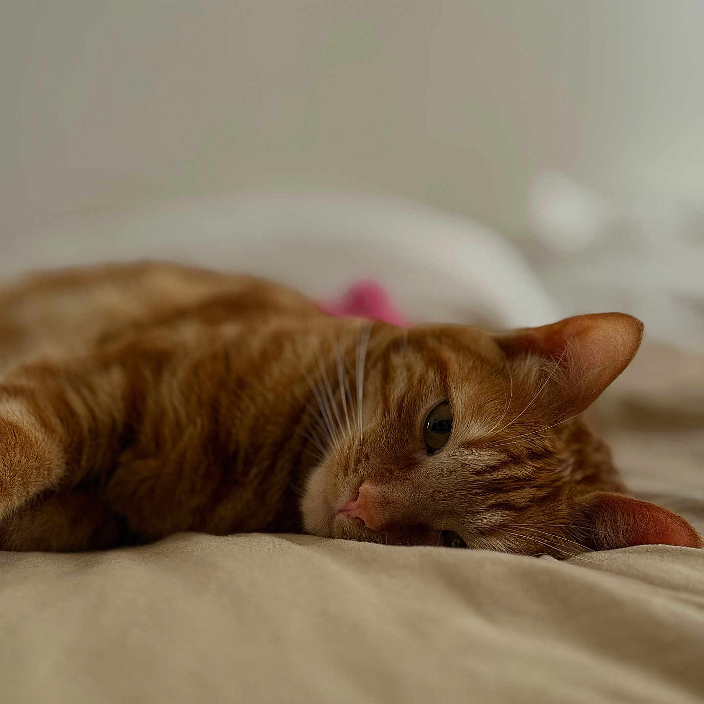 Yuky a rejoint le concours — aidez-le/la à gagner de superbes lots ! cat, orange_tabby, pet, laying_down, bed, indoor, relaxed, feline, whiskers, closeup, sleepy, soft_light, domestic_animal, cute, fur, resting, animal, cozy, quiet, calm