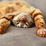 Yuky participe au concours pour gagner de l'argent avec cette photo : cat, ginger_cat, pet, animal, feline, paw, nose, whiskers, relaxed, cute, close_up, soft_texture, sleeping, indoor, cozy, stretching, fur, pink_paw_pads, shallow_depth_of_field, domestic_animal