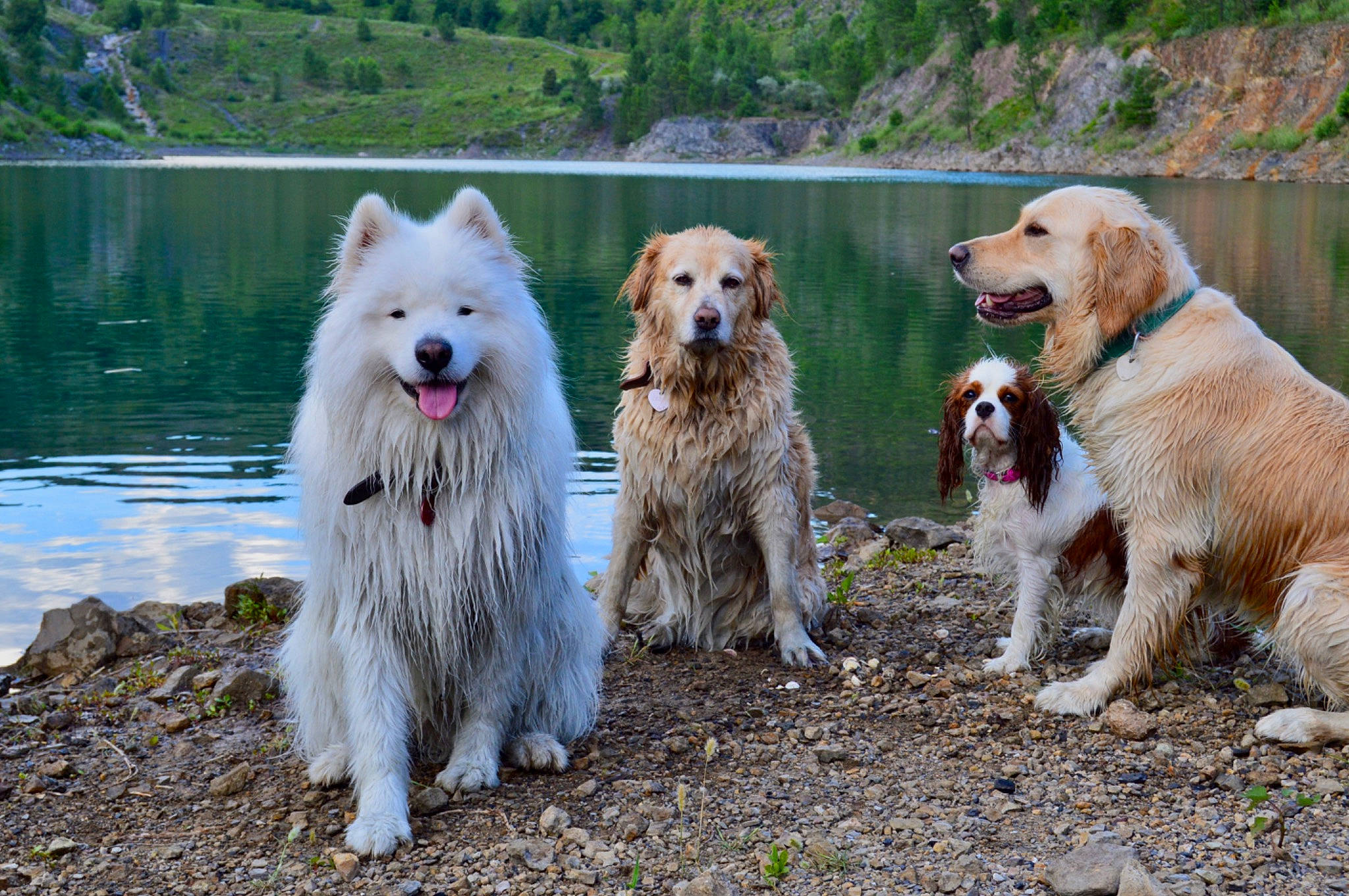 Snowbel participe au concours pour gagner de l'argent avec cette photo : canidae, carnivore, collar, companion_dog, dog, dog_breed, dog_collar, dog_supply, fur, guard_dog, lake, landscape, leash, plant, sporting_group, tree, walking, water, working_animal, working_dog