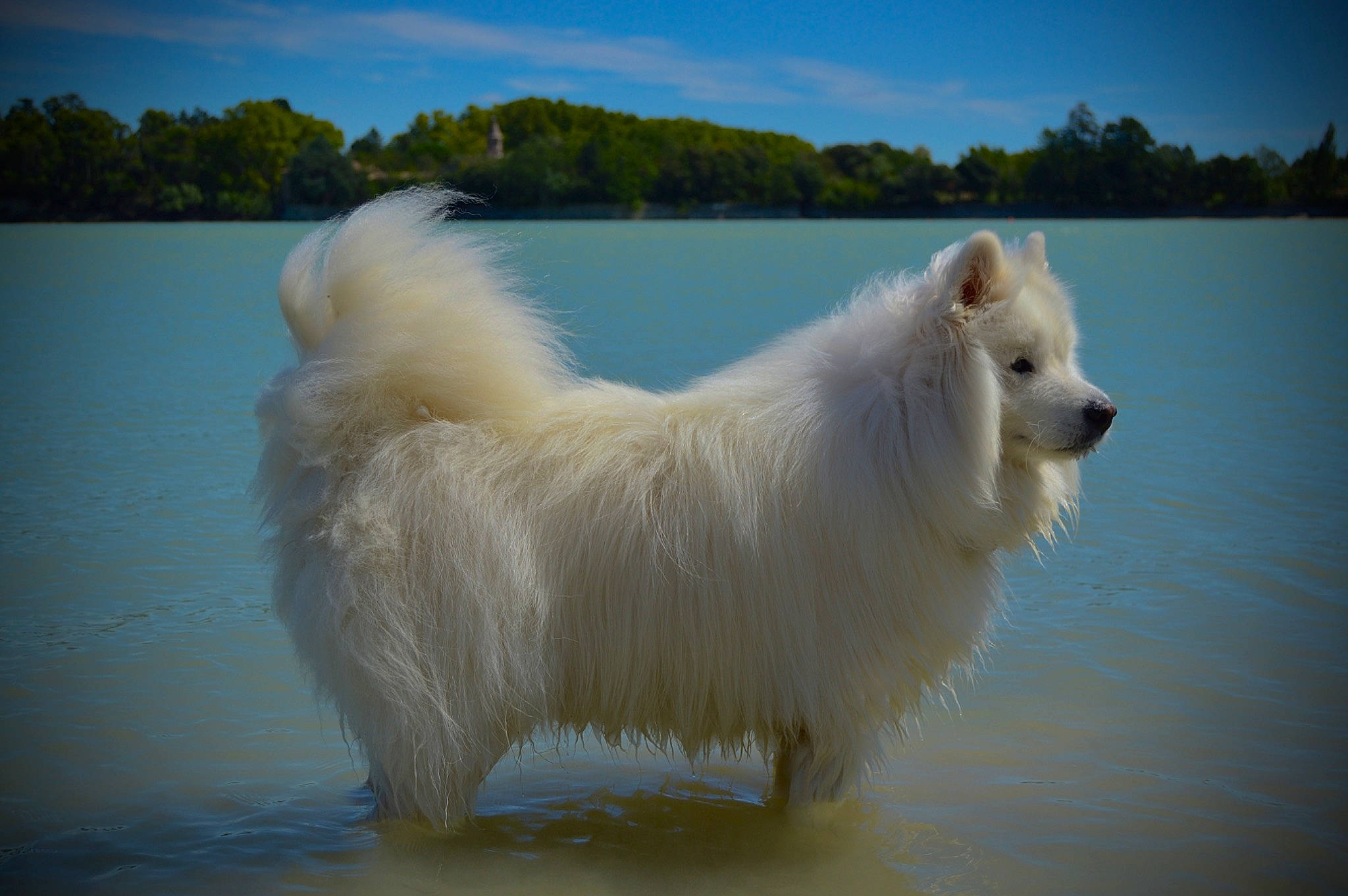 Snowbel a rejoint le concours — aidez-le/la à gagner de superbes lots ! ancient_dog_breeds, canidae, carnivore, cloud, companion_dog, dog, dog_breed, drink, indian_spitz, japanese_spitz, lake, polar_ice_cap, samoyed, sky, spitz, sporting_group, terrestrial_animal, tree, volpino_italiano, water