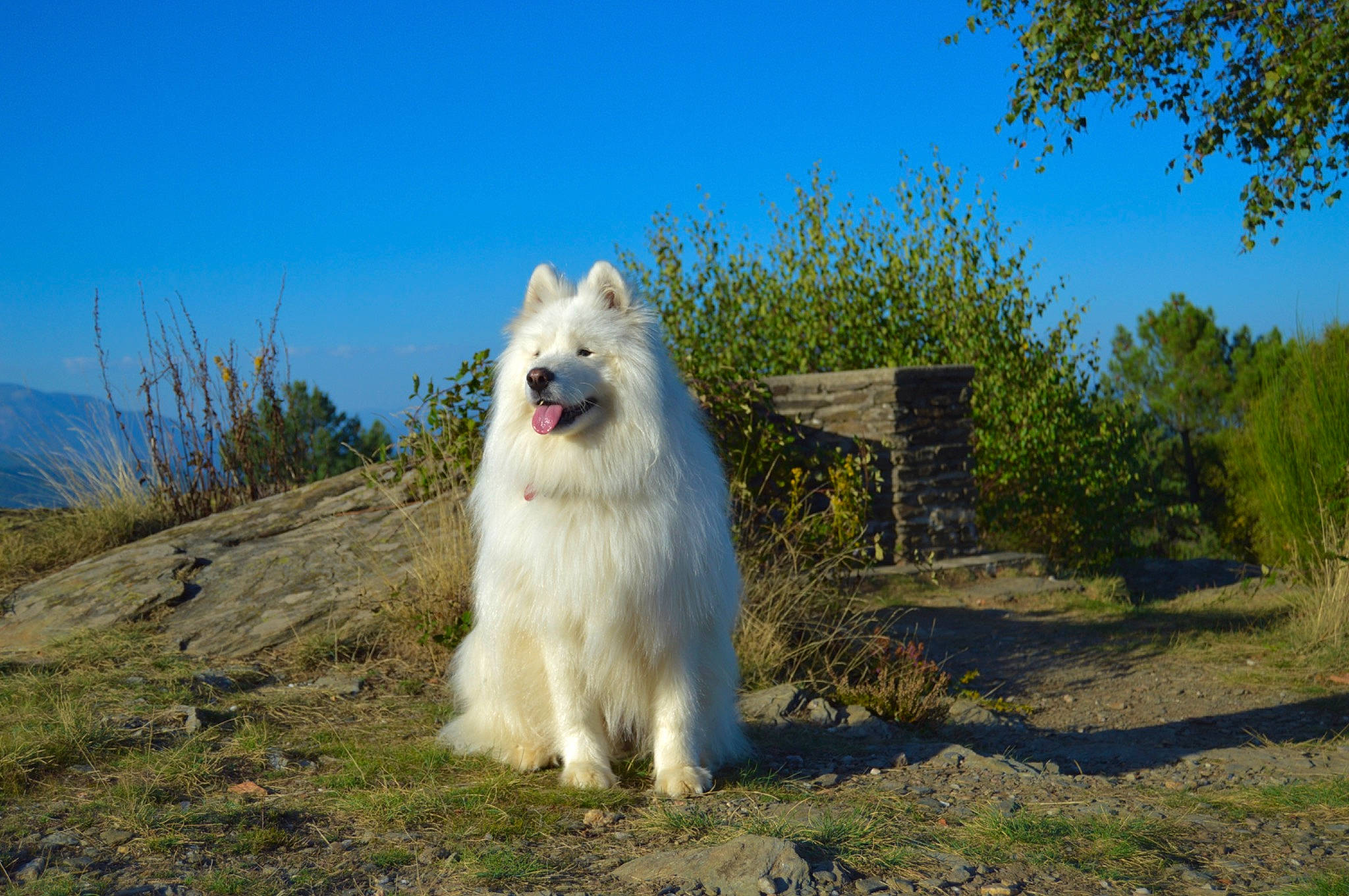 Snowbel participe au concours pour gagner de l'argent avec cette photo : american_eskimo_dog, canidae, carnivore, companion_dog, dog, dog_breed, german_spitz, german_spitz_klein, german_spitz_mittel, grass, herding_dog, indian_spitz, plant, samoyed, sky, spitz, sporting_group, volpino_italiano, working_animal, working_dog