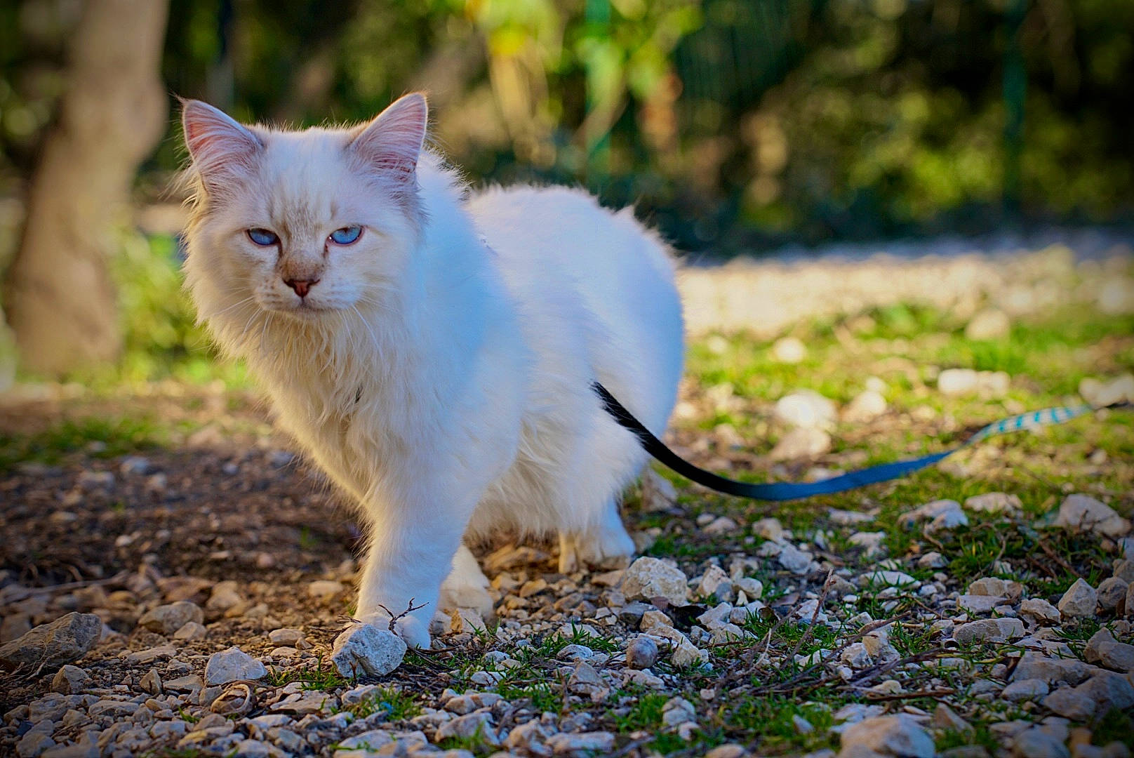 Smoky participe au concours pour gagner de l'argent avec cette photo : carnivore, cat, domestic_short_haired_cat, eye, fawn, felidae, fur, grass, landscape, natural_landscape, plant, sitting, small_to_medium_sized_cats, snout, tail, terrestrial_animal, tree, whiskers, wildlife, wood