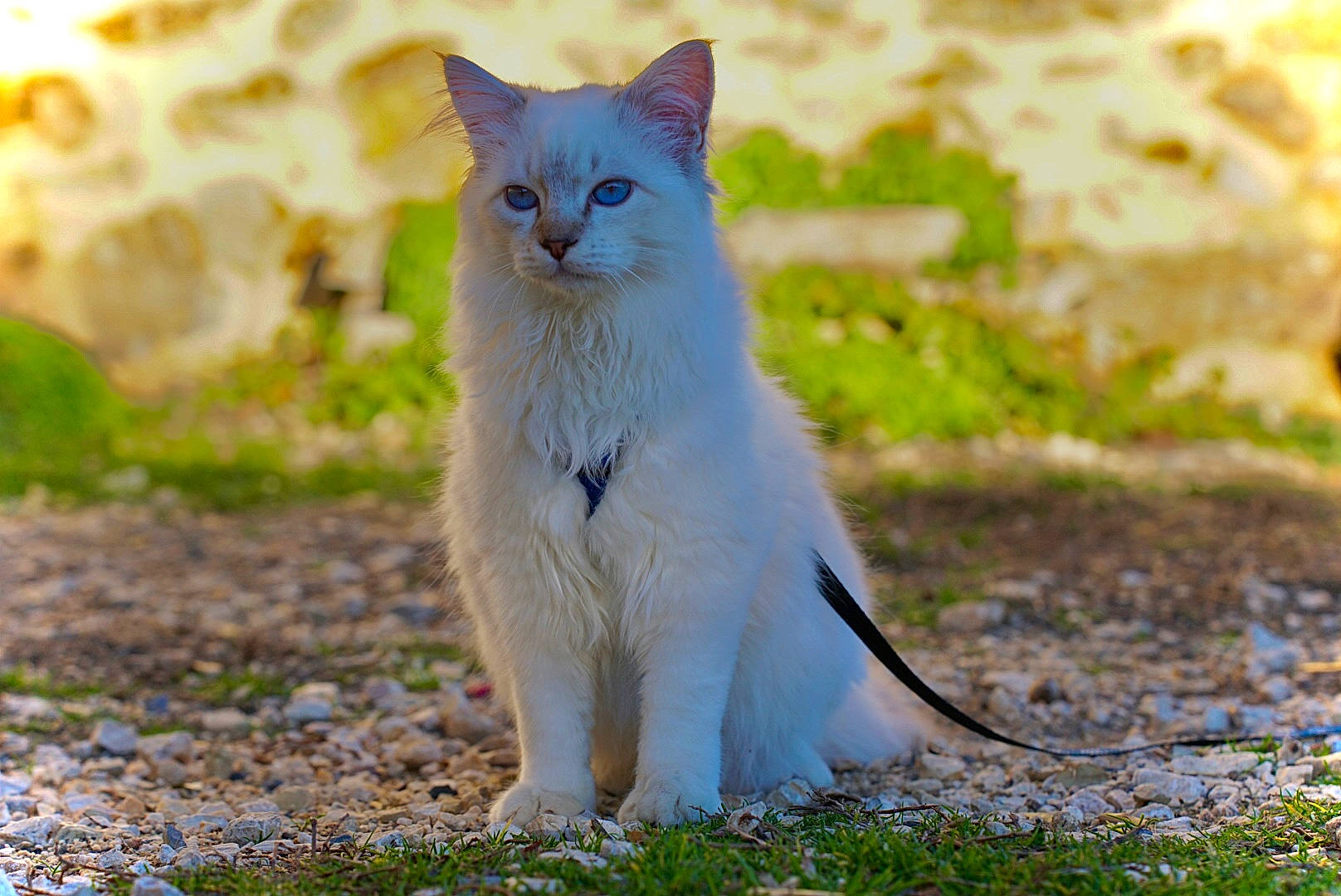 Smoky a rejoint le concours — aidez-le/la à gagner de superbes lots ! carnivore, cat, domestic_short_haired_cat, eye, fawn, felidae, fur, grass, paw, plant, sitting, small_to_medium_sized_cats, snout, tail, terrestrial_animal, whiskers, wildlife, wood