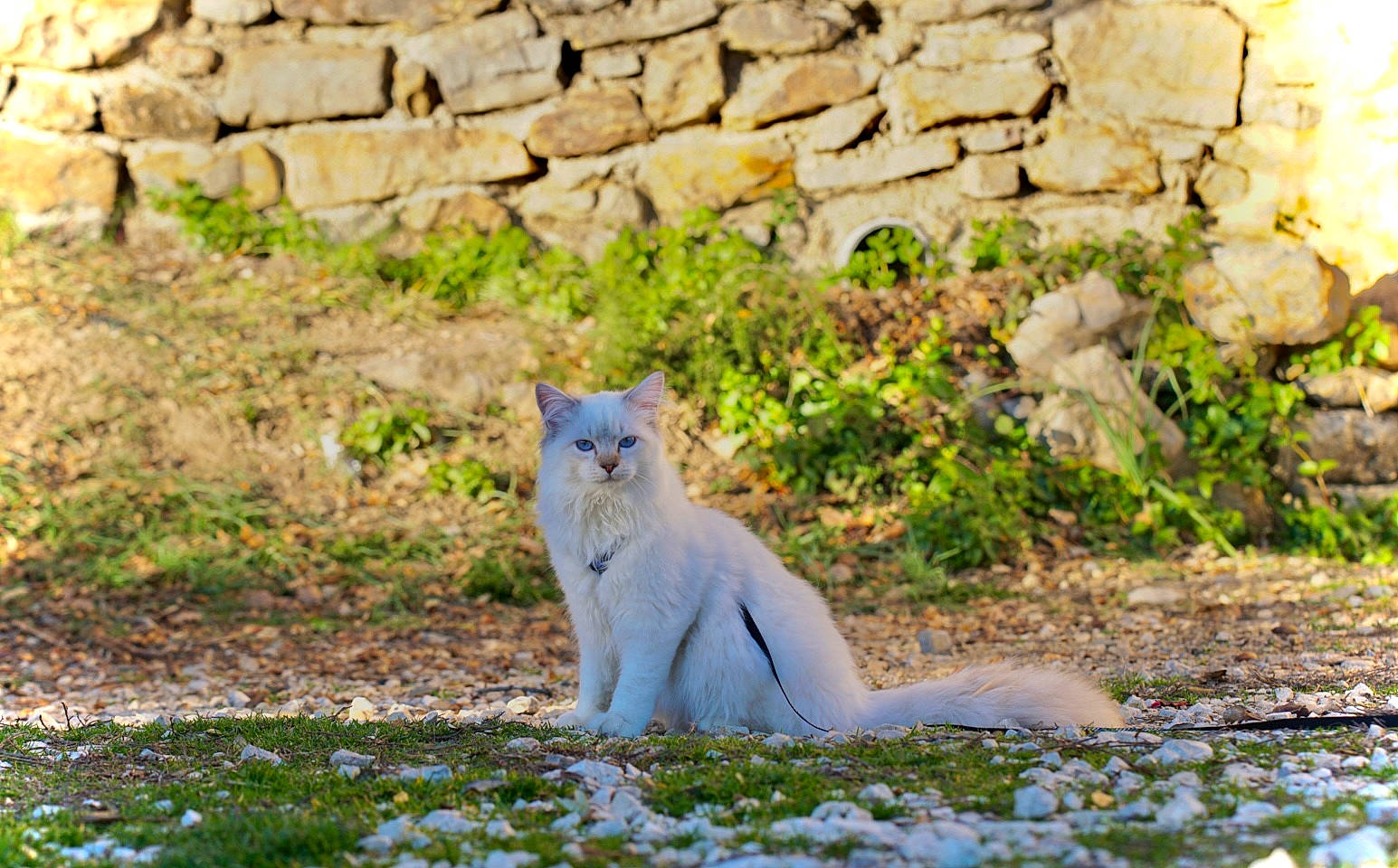 Smoky a rejoint le concours — aidez-le/la à gagner de superbes lots ! big_cats, brick, canidae, carnivore, cat, dog_breed, electric_blue, fawn, felidae, fur, grass, landscape, plant, rock, small_to_medium_sized_cats, snout, stone_wall, tail, terrestrial_animal, whiskers