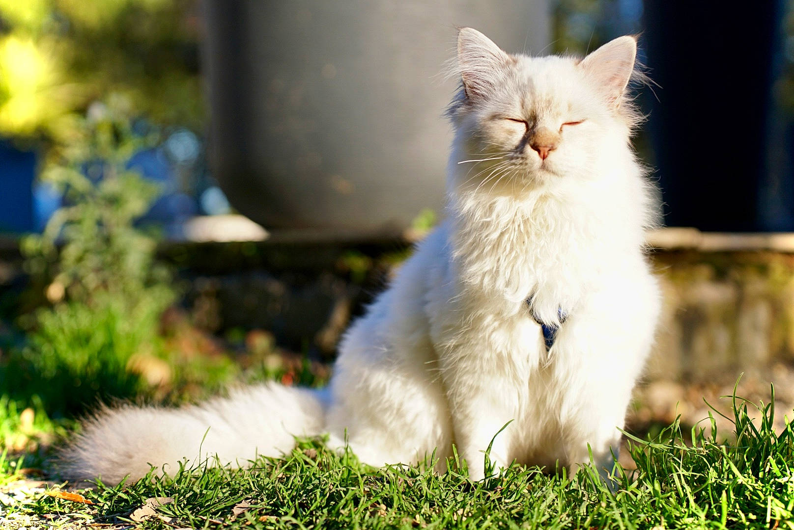 Smoky participe au concours pour gagner de l'argent avec cette photo : carnivore, cat, domestic_short_haired_cat, fawn, felidae, fur, grass, groundcover, herbaceous_plant, lawn, plant, sitting, small_to_medium_sized_cats, snout, tail, terrestrial_animal, whiskers, wildlife