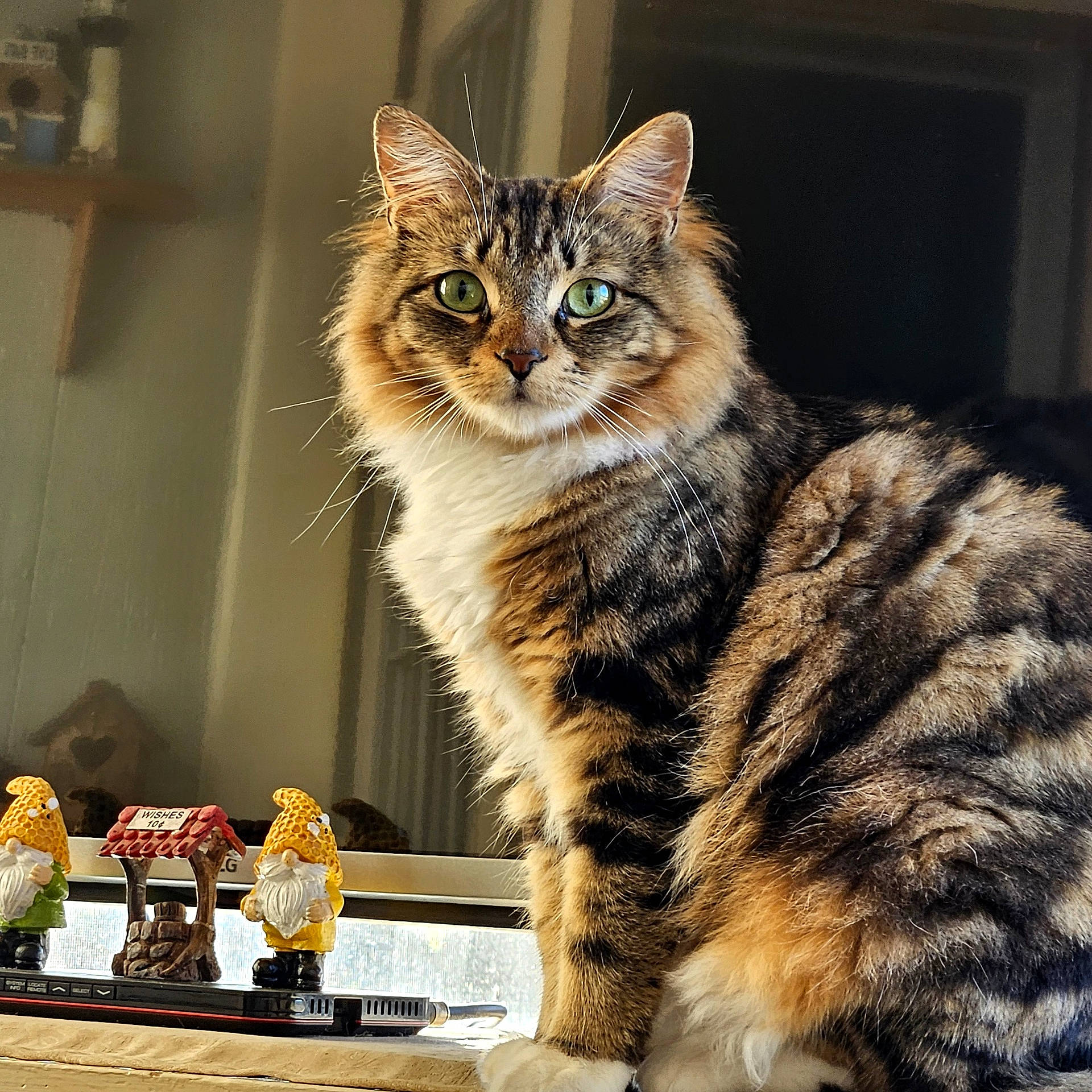 Snowflake is registered to the contest to win money with this photo: animal, cat, closeup, cozy, cute, decor, feline, figurine, fur, gnome, green_eyes, household, indoor, pet, portrait, reflection, sitting, tabby, whiskers, wishing_well