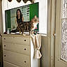 Snowflake is registered to the contest to win money with this photo: cat, tabby_cat, dresser, television, woman, window, blinds, curtain, holiday_decorations, indoor, furniture, pet, animal, white_paws, brown_fur, natural_light, screen, person_on_tv, room, curtains