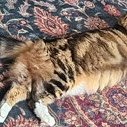 Snowflake is registered to the contest to win money with this photo: animal, brown, carpet, cat, domestic_cat, ears, fluffy, fur, indoor, laying_down, pattern, pet, relaxing, striped, sunlight, tabby, tail, texture, whiskers, white_paws