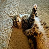 cat, tabby, fluffy, carpet, paw, fur, pet, indoor, relaxed, cute, animal, feline, lying_down, texture, soft_light, cozy, whiskers, ears, closeup, playful