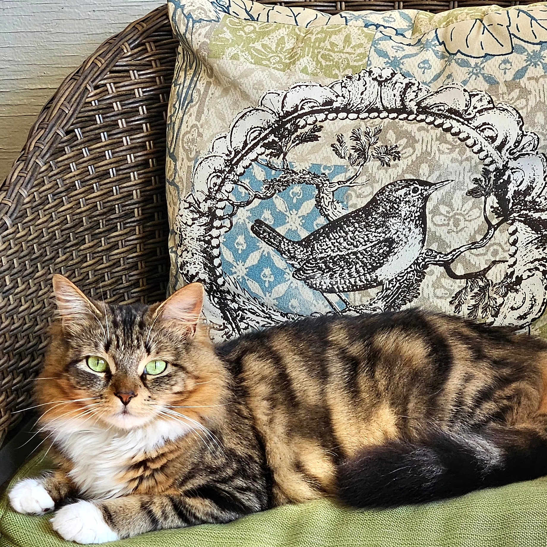 Snowflake is registered to the contest to win money with this photo: cat, tabby_cat, green_eyes, cushion, decorative_pillow, bird_illustration, woven_chair, furniture, indoor, relaxed, pet, animal, striped_fur, whiskers, ears, tail, close_up, portrait, resting, cozy