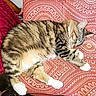 Snowflake joined the competition — help win amazing prizes! cat, tabby_cat, sleeping, feline, fur, whiskers, paws, cushion, patterned, red, indoor, cozy, resting, pet, animal, closeup, relaxation, cute, domestic_cat, soft