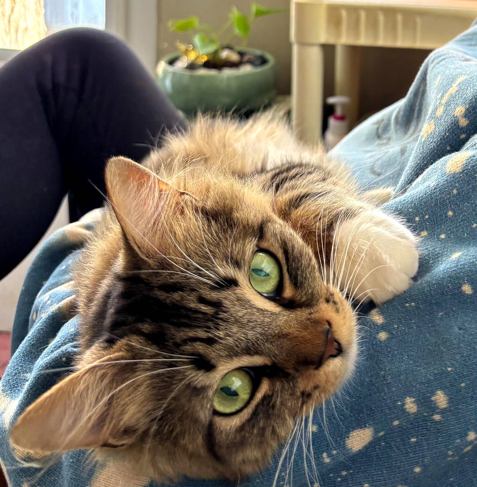 Snowflake is registered to the contest to win money with this photo: animal, blanket, cat, close_up, cozy, curious, cute, fluffy, fur, furniture, green_eyes, indoor, laying, pet, plant, portrait, relaxed, soft_light, tabby_cat, whiskers