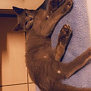 Pumba participe au concours pour gagner de l'argent avec cette photo : animal, blue_towel, cat, cozy, cute, ears, floor_tiles, fur, gray_cat, indoor, paws, pet, relaxed, resting, sleepy, soft_texture, sparkles, tail, towel, whiskers