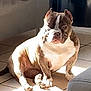 dog, bulldog, indoor, sunlight, tiled_floor, pet, animal, seated, shadow, furniture, paw, brown, white, ears, snout, resting, companion, domestic, cute, calm