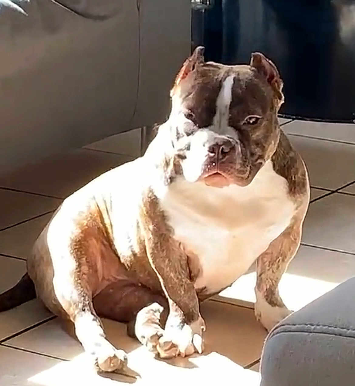 Zelda a rejoint le concours — aidez-le/la à gagner de superbes lots ! dog, bulldog, indoor, sunlight, tiled_floor, pet, animal, seated, shadow, furniture, paw, brown, white, ears, snout, resting, companion, domestic, cute, calm
