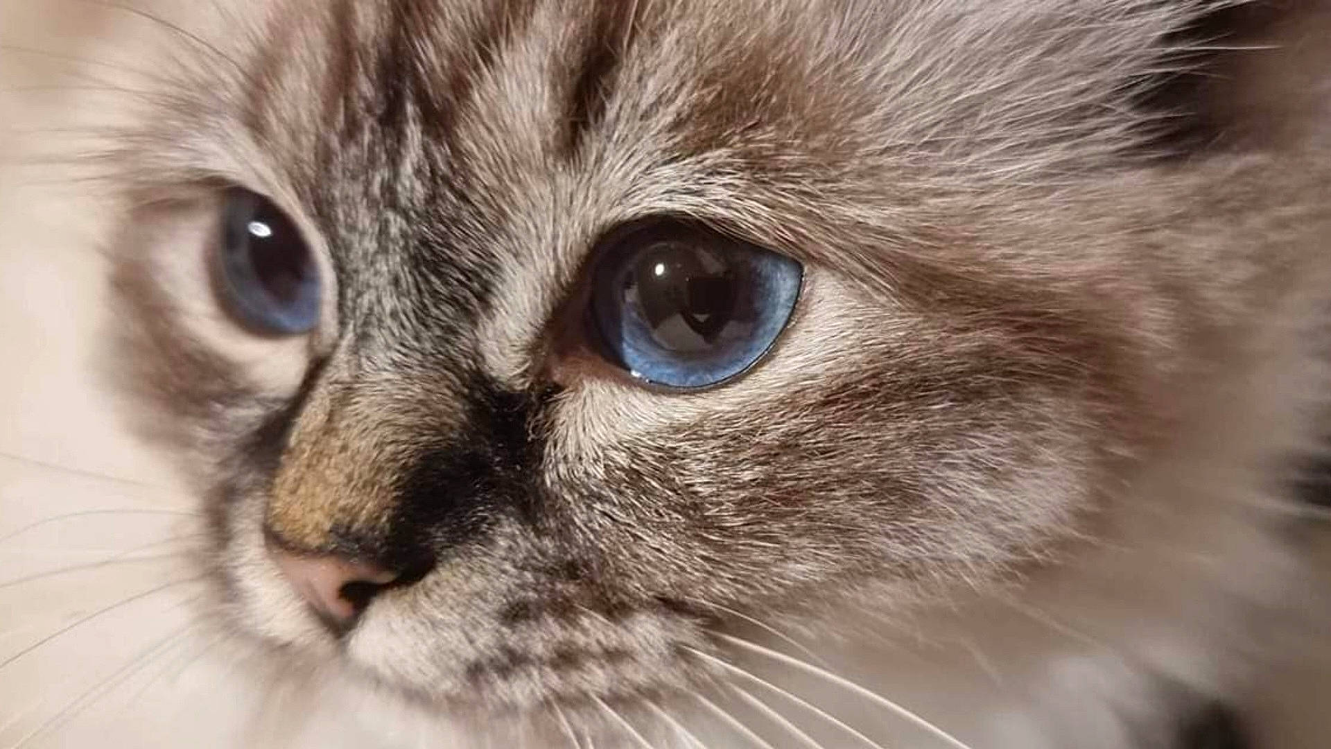 Artémis participe au concours pour gagner de l'argent avec cette photo : balinese, birman, carnivore, cat, close_up, domestic_short_haired_cat, electric_blue, felidae, fur, iris, mammal, small_to_medium_sized_cats, snout, terrestrial_animal, thai, vertebrate, whiskers