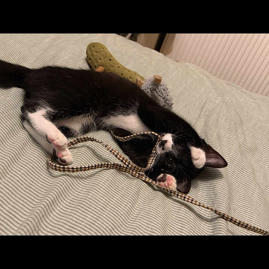 Thena joined the competition — help win amazing prizes! accessories, animal, bodypart, cat, chain, clothing, couch, finger, footwear, furniture, hand, indoors, interiordesign, kitten, leash, manx, person, pet, shoe, strap