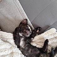 Nala a rejoint le concours — aidez-le/la à gagner de superbes lots ! kitten, sleeping, blanket, bed, cozy, paw, feline, pet, cute, rest, fur, animal, indoor, comfort, young, soft, relaxation, domestic, small, peaceful