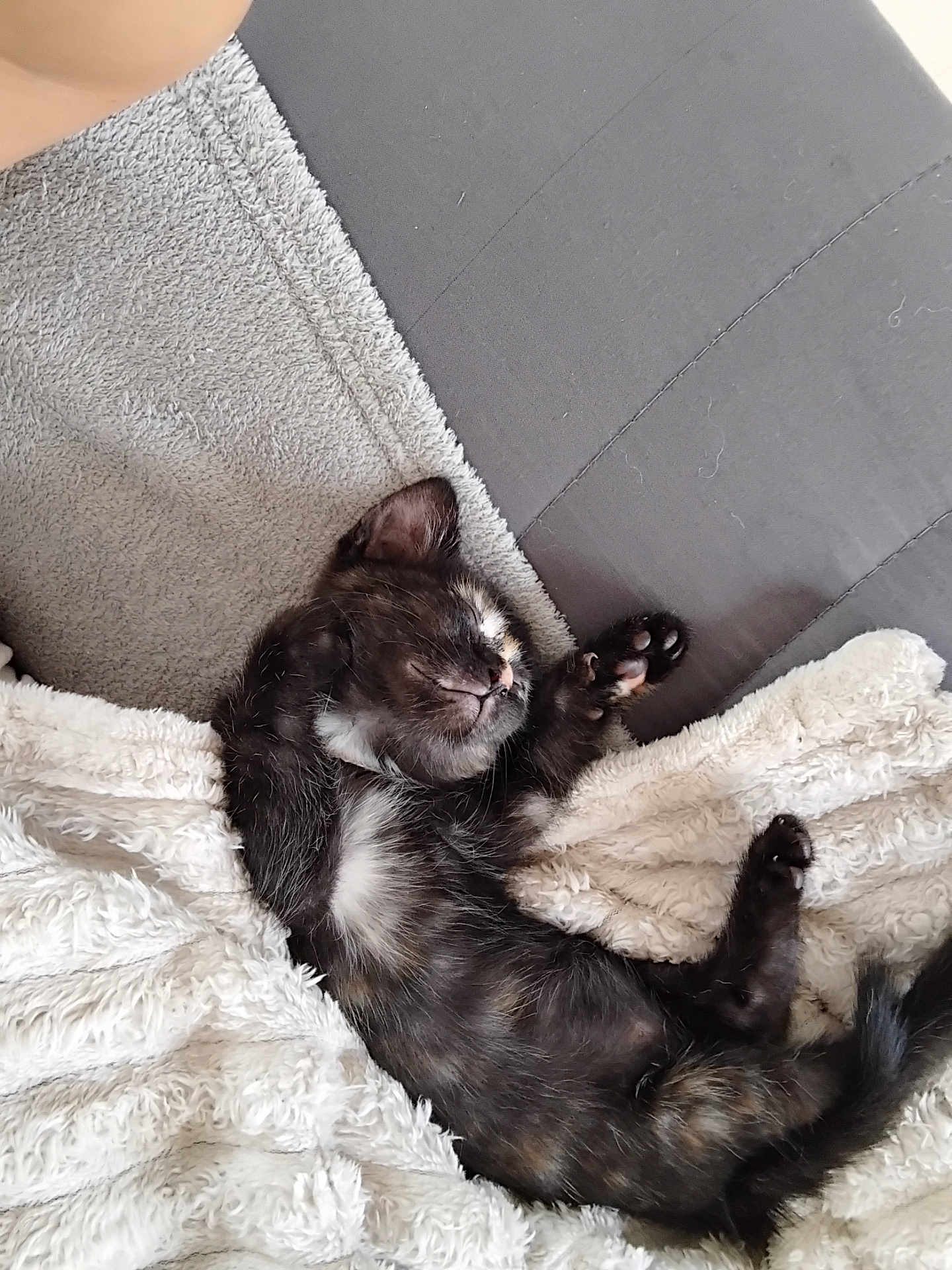 Nala a rejoint le concours — aidez-le/la à gagner de superbes lots ! kitten, sleeping, blanket, bed, cozy, paw, feline, pet, cute, rest, fur, animal, indoor, comfort, young, soft, relaxation, domestic, small, peaceful