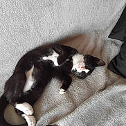 Simba participe au concours pour gagner de l'argent avec cette photo : abyssinian, animal, blanket, bodypart, cat, clothing, couch, electronics, footwear, furniture, homedecor, kitten, manx, person, pet, remotecontrol, sandal, shoe, sleeping, toe