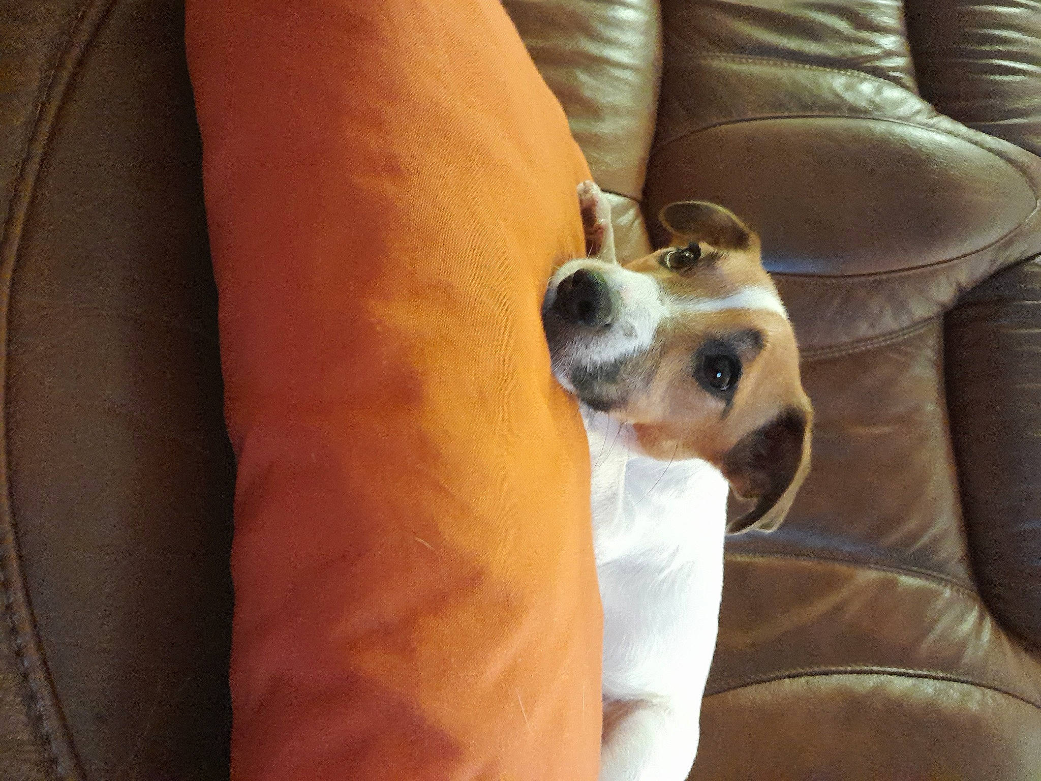 Lyly participe au concours pour gagner de l'argent avec cette photo : canidae, carnivore, comfort, companion_dog, couch, dog, dog_breed, fawn, gesture, human_leg, knee, nail, paw, snout, sporting_group, thigh, toy_dog, whiskers, working_animal, wrist