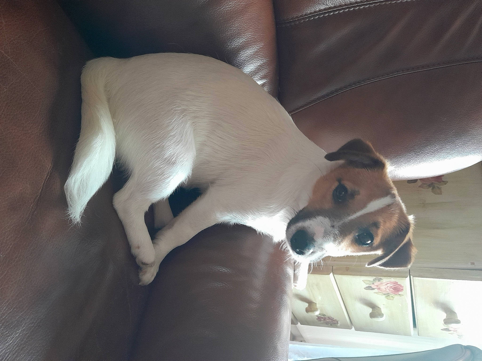 Suzy a rejoint le concours — aidez-le/la à gagner de superbes lots ! canidae, carnivore, collar, comfort, companion_dog, dog, dog_breed, fawn, flooring, fur, hardwood, non_sporting_group, paw, pet_supply, snout, sporting_group, tail, whiskers, wood, working_animal