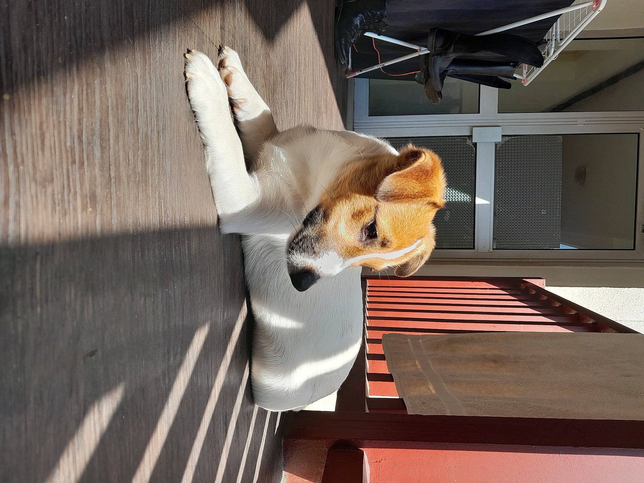 Suzy participe au concours pour gagner de l'argent avec cette photo : canidae, carnivore, comfort, companion_dog, dog, dog_breed, fawn, floor, flooring, fur, hardwood, paw, pet_supply, room, small_to_medium_sized_cats, snout, sporting_group, tail, vehicle_door, wood