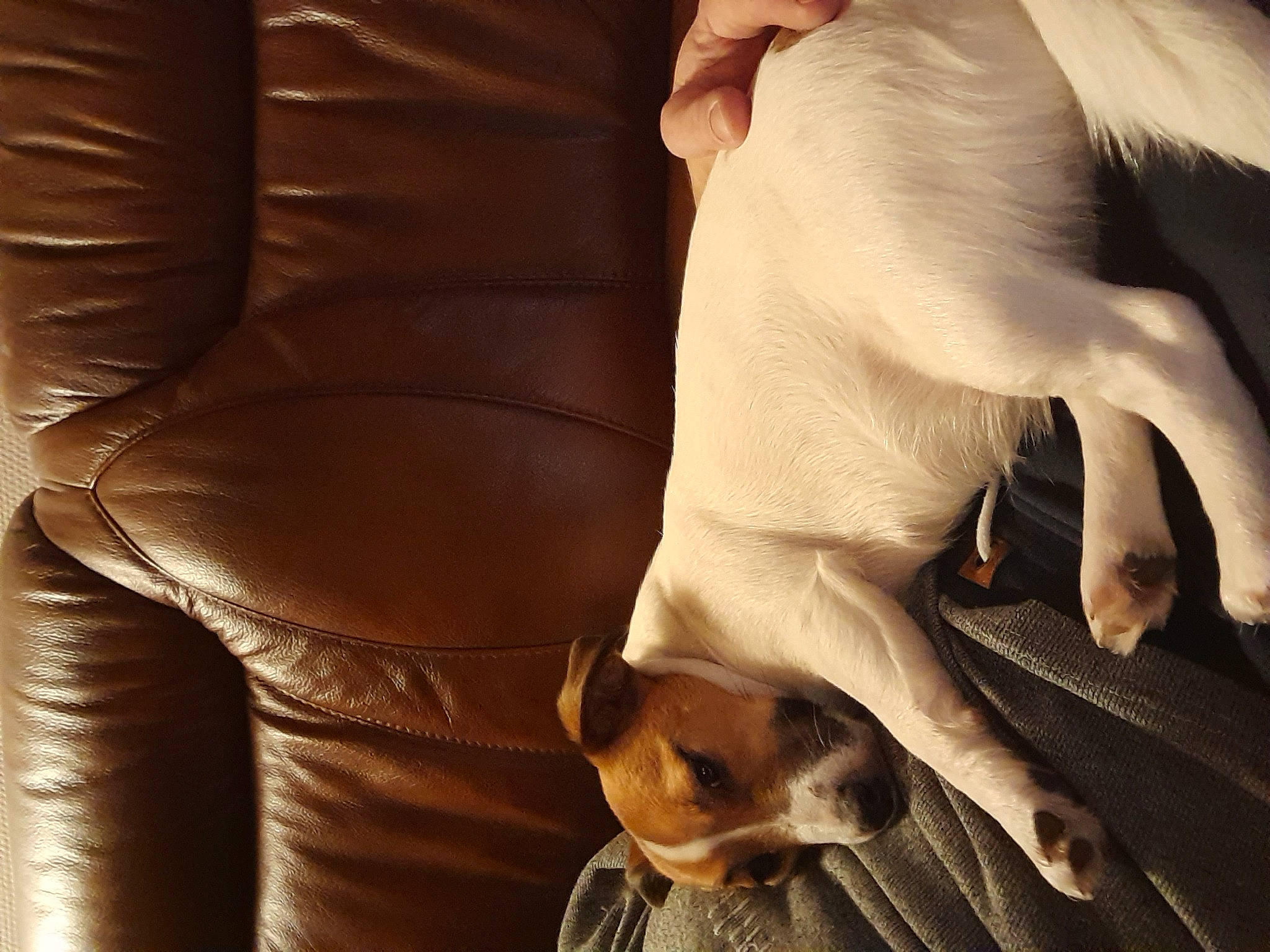 Suzy a rejoint le concours — aidez-le/la à gagner de superbes lots ! abdomen, carnivore, comfort, companion_dog, couch, dog, dog_breed, elbow, fawn, fur, gesture, human_leg, knee, paw, snout, sporting_group, tail, thigh, whiskers, working_animal