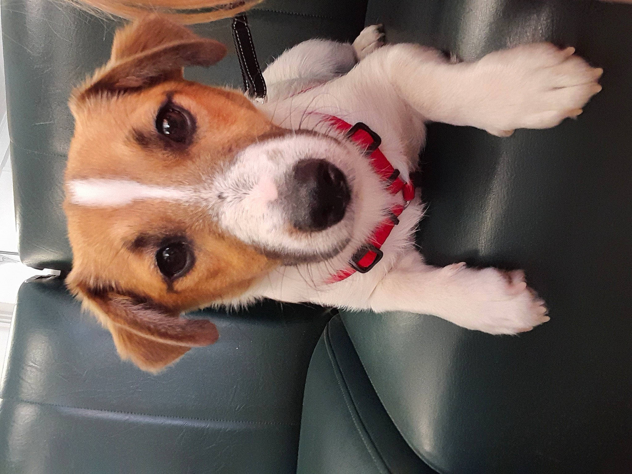 Suzy a rejoint le concours — aidez-le/la à gagner de superbes lots ! canidae, carnivore, collar, comfort, companion_dog, dog, dog_breed, dog_supply, door, fawn, fur, non_sporting_group, paw, selfie, snout, sporting_group, whiskers, working_animal