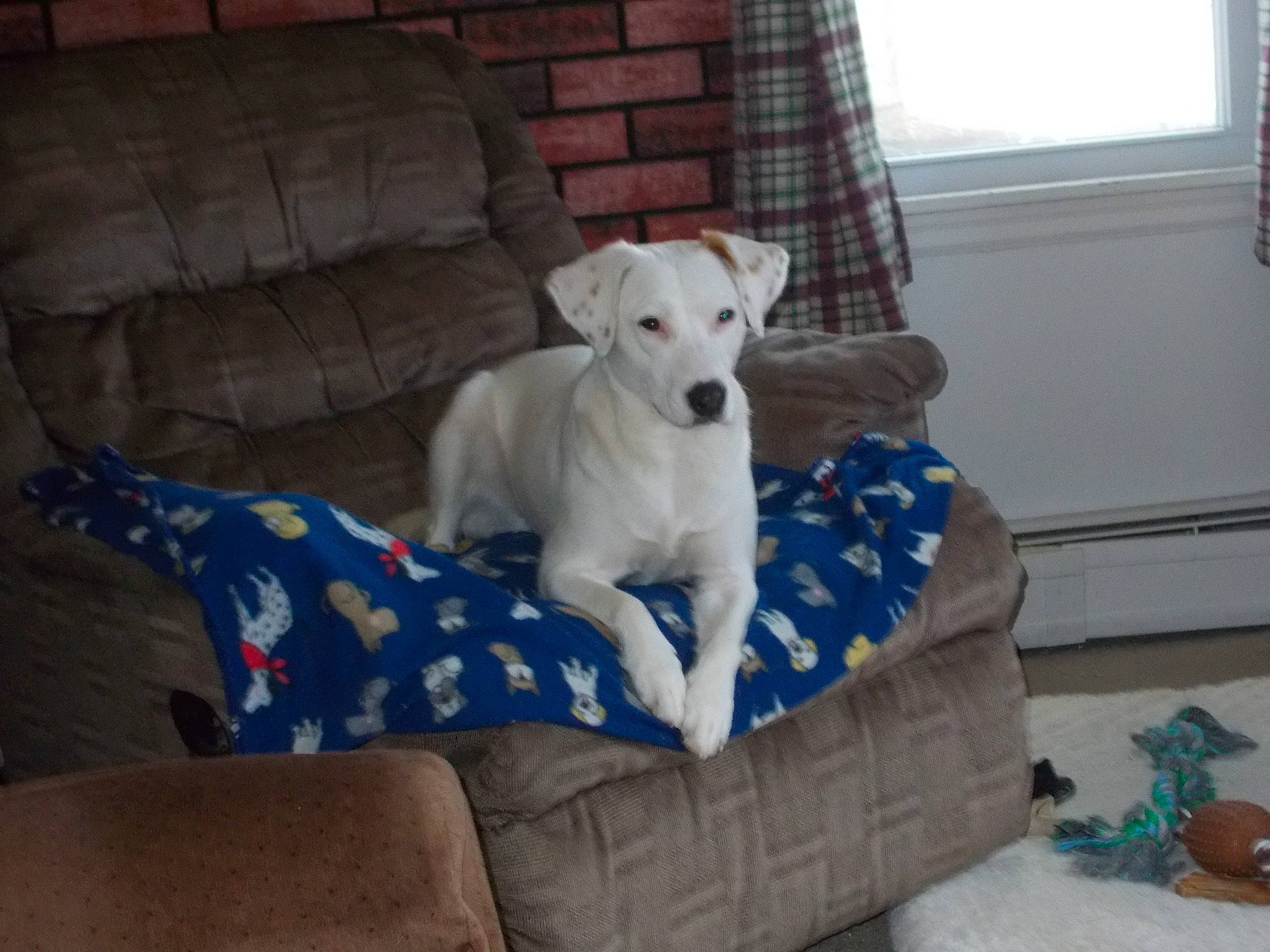 Everest is registered to the contest to win money with this photo: canidae, carnivore, chair, collar, comfort, companion_dog, couch, dog, dog_breed, dog_supply, fawn, furniture, linens, mammal, snout, sporting_group, tail, window, window_blind, working_animal