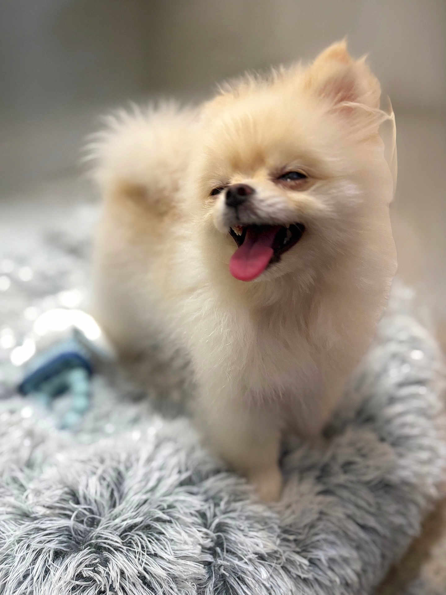 Bonny joined the competition — help win amazing prizes! adorable, animal, bed, canine, companion, cozy, cute, dog, domestic_animal, fluffy, fur, furry, happy, indoor, mammal, pet, playful, pomeranian, small_dog, tongue_out