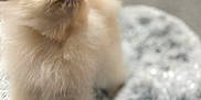 Bonny is registered to the contest to win money with this photo: adorable, animal, companion, cream_colored, curious, cute, dog, domestic_animal, fluffy, fur, furry, gray_rug, indoor, looking_up, pet, pomeranian, portrait, small_dog, soft_rug, standing