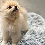 adorable, animal, companion, cream_colored, curious, cute, dog, domestic_animal, fluffy, fur, furry, gray_rug, indoor, looking_up, pet, pomeranian, portrait, small_dog, soft_rug, standing