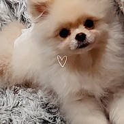 Bonny joined the competition — help win amazing prizes! adorable, animal, black_eyes, blanket, cozy, cream_color, cute, dog, ears, face, fluffy, fur, indoor, lying_down, nose, pet, pomeranian, puppy, small_dog, soft_texture